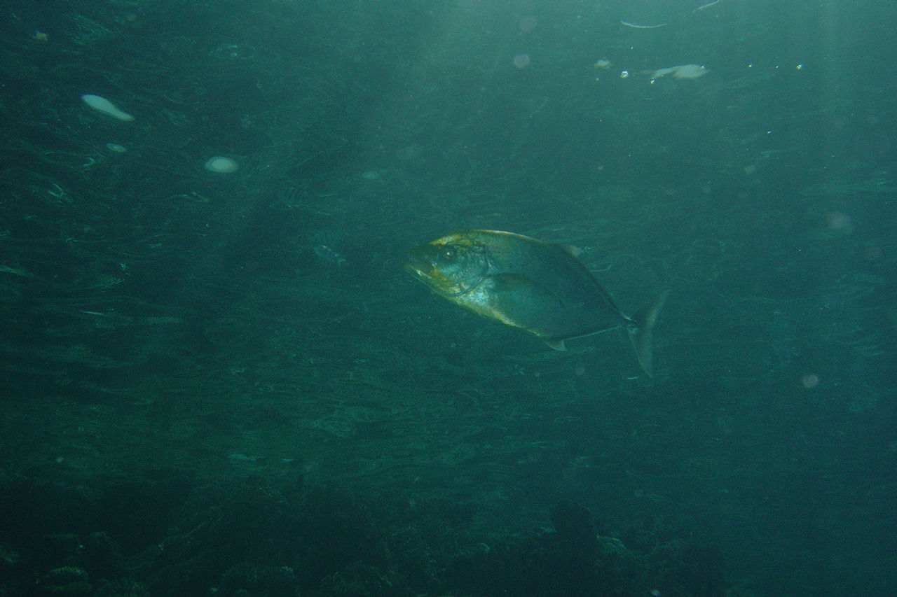 Carangoides fulvoguttatus (Carango giallo)